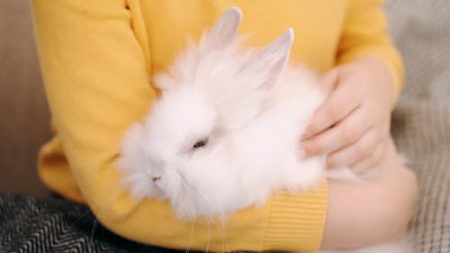 A Child Petting a White Rabbit