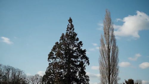 Time Lapse of Trees on a Clear and Windy Day