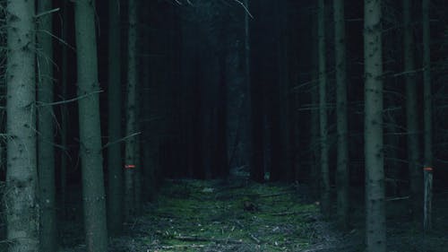 Dark Forest Trail between Tall Trees