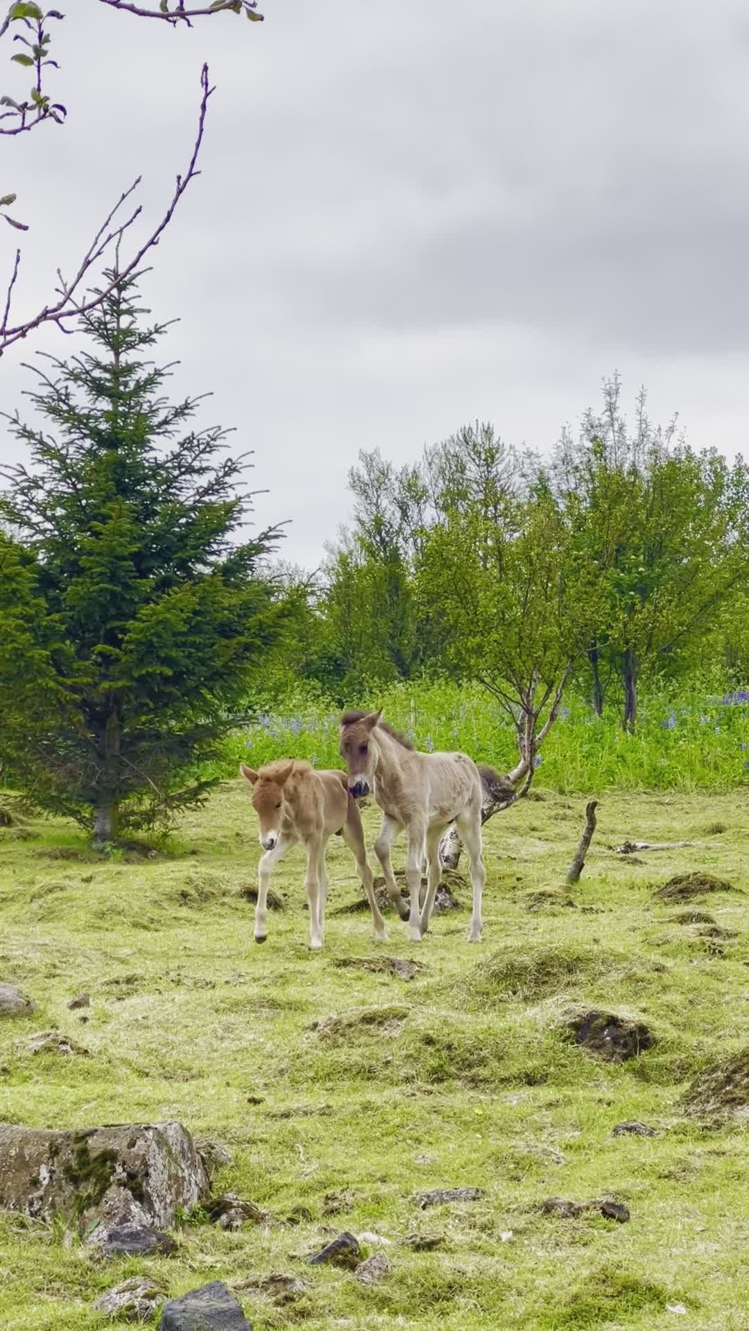 Wild Deer Grazing in Vibrant Green Forest Free Stock Video Footage ...