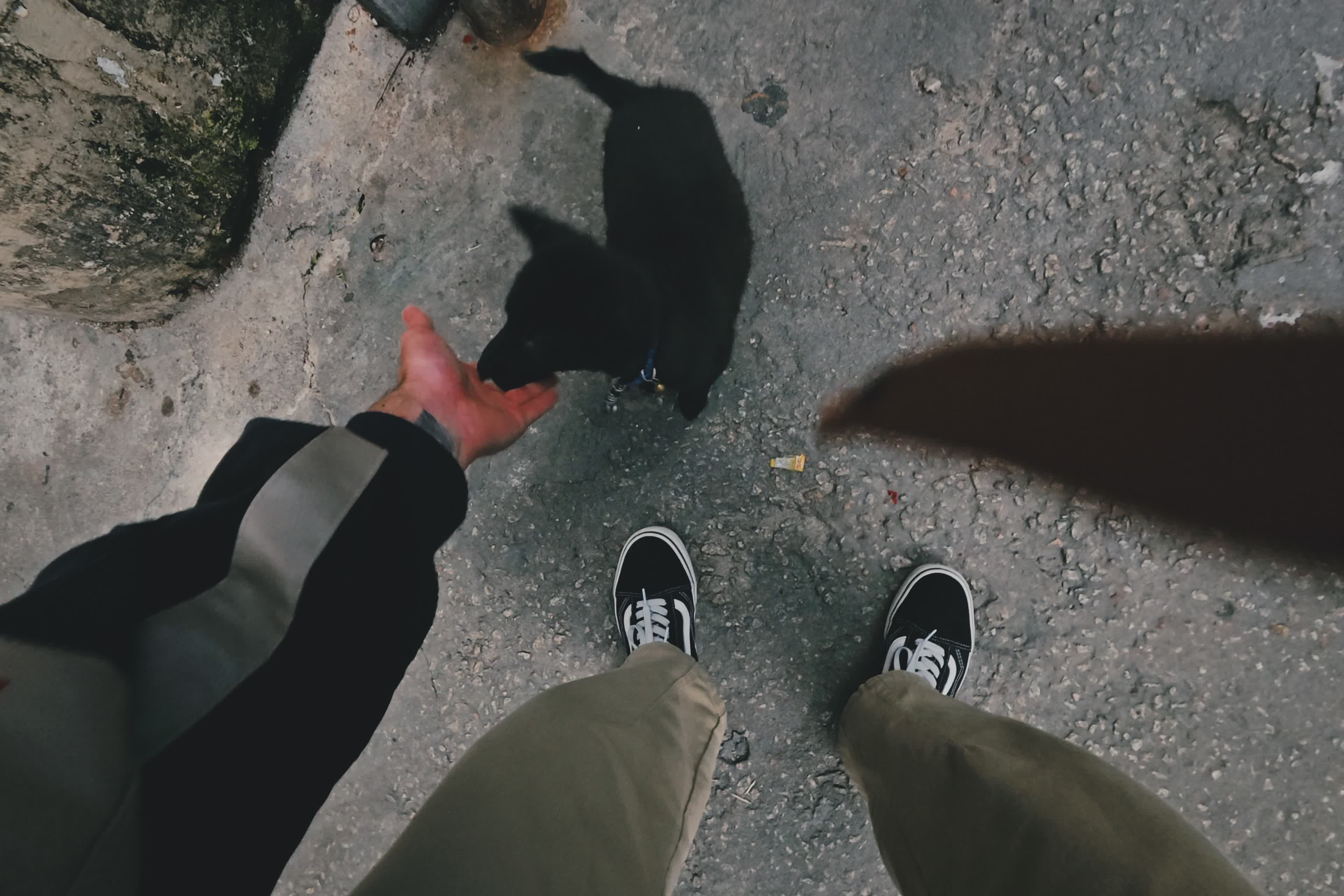 Man Petting Black Cat Outdoors Free Stock Video Footage, Royalty-Free ...