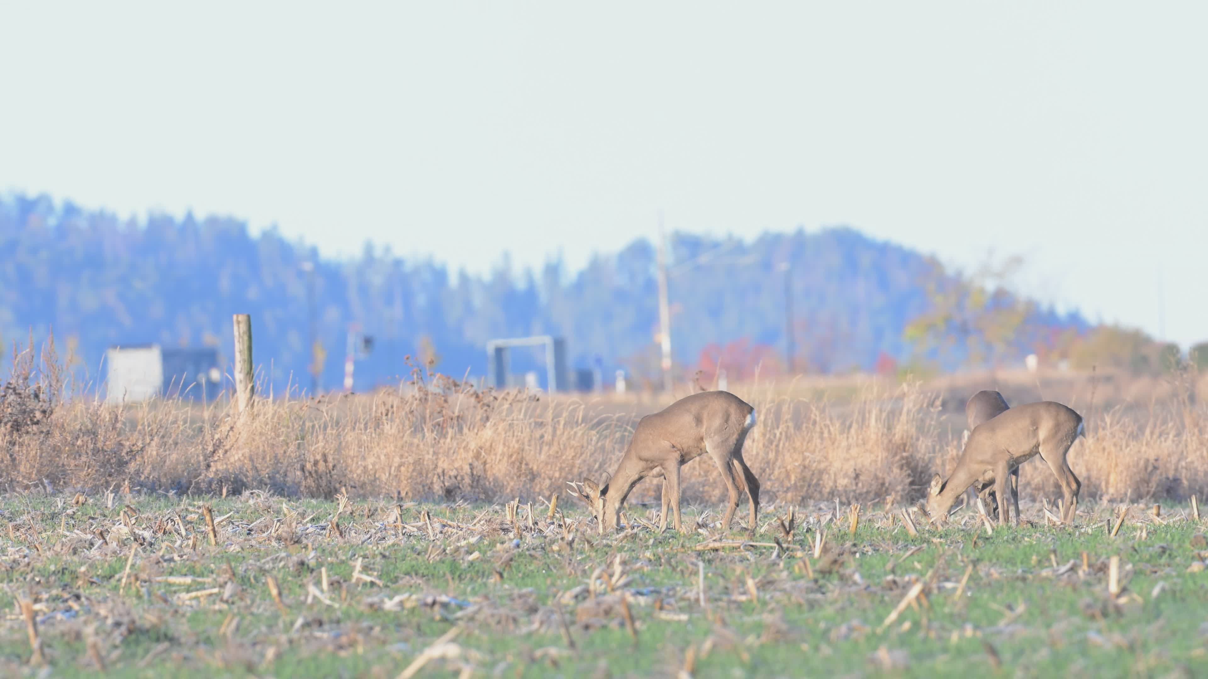 Wild Roe Deer Grazing in Open Field Free Stock Video Footage, Royalty ...