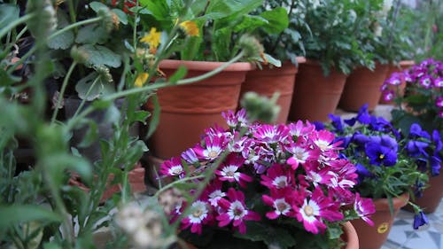 Close-Up View of Flowers and Plants