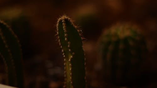 A Variety Of Cactus Plants In Pots