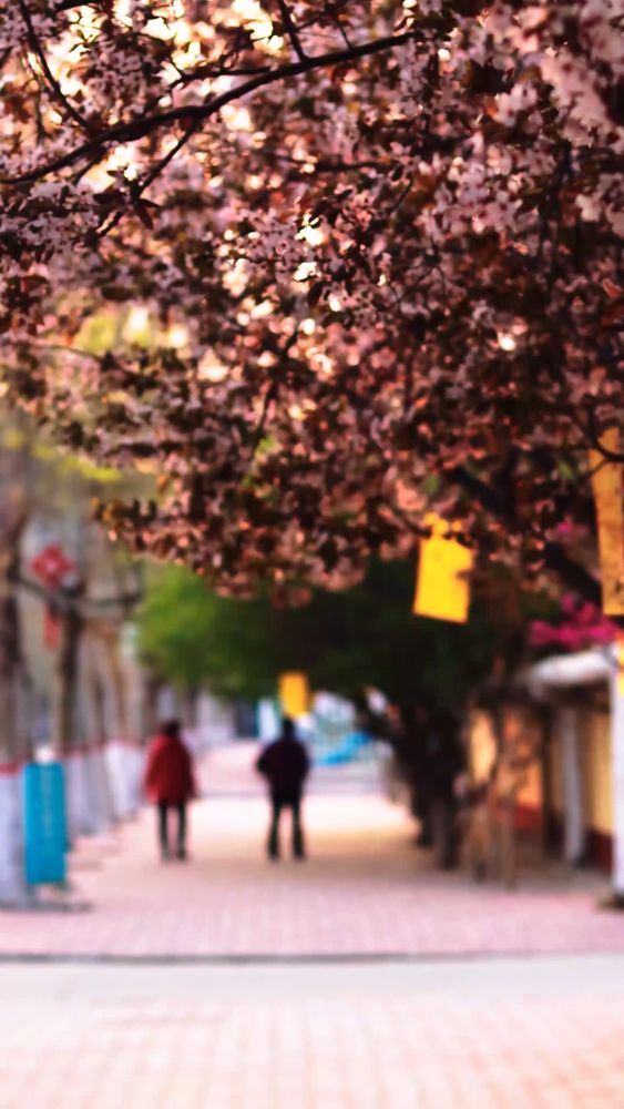 Black Blossom Videos, Download The BEST Free 4k Stock Video Footage ...