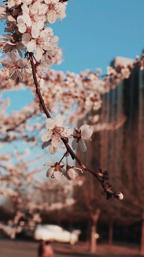 Cherry Flowers Blooming During Spring Season