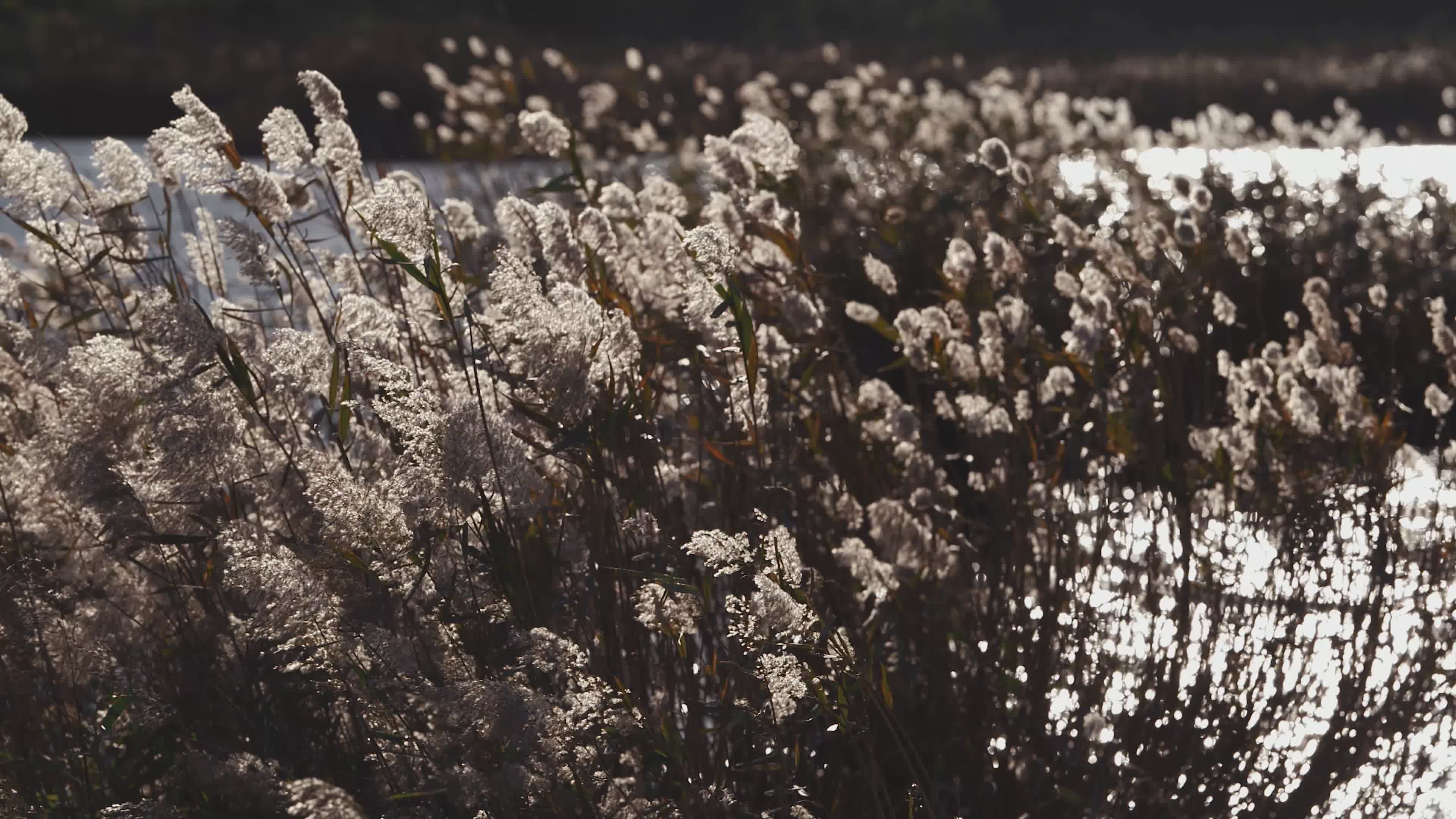 Gentle Swaying of Reeds by a Sunlit River Free Stock Video Footage ...