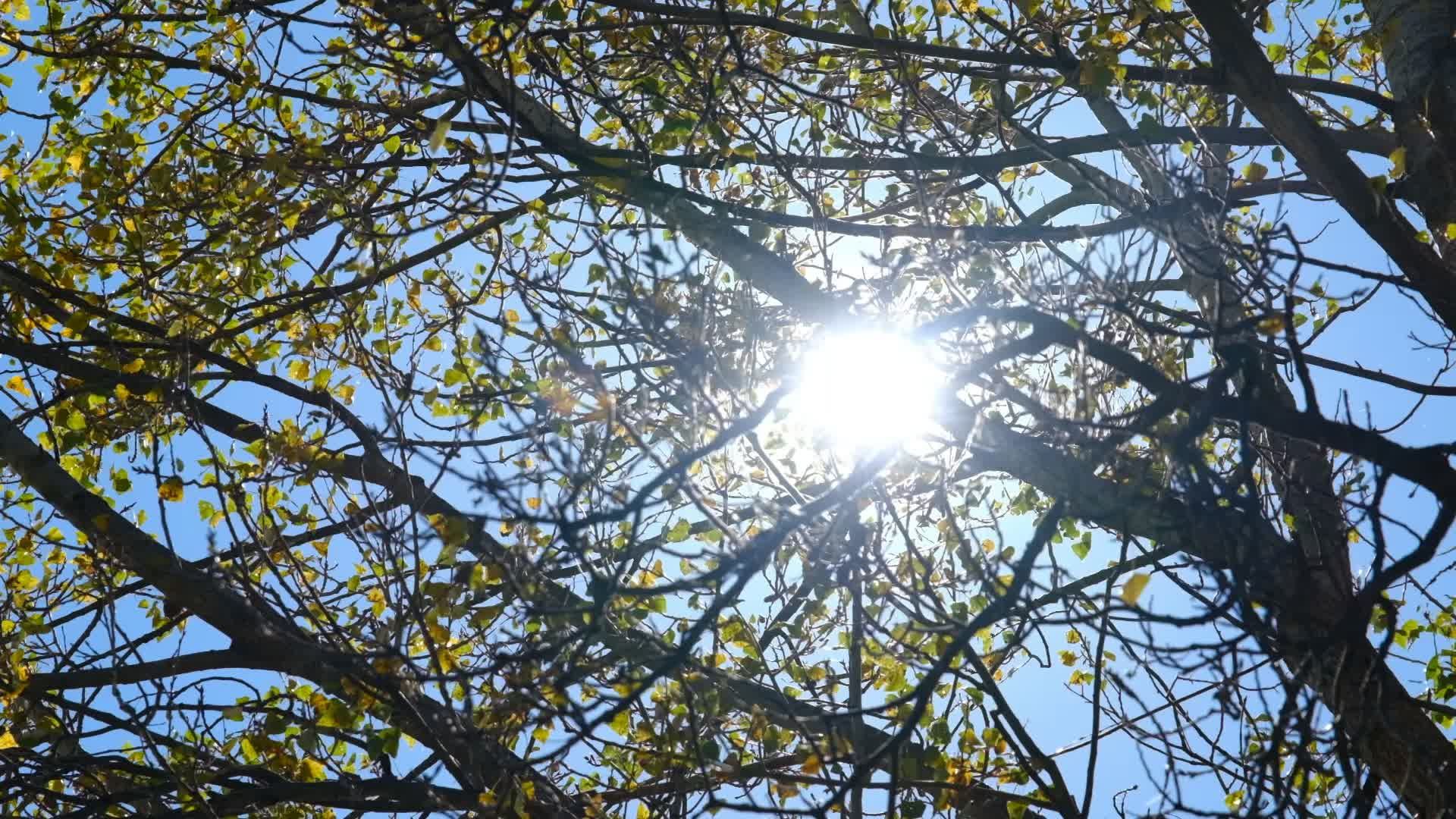 Sunlight Filtering Through Spring Tree Branches Free Stock Video ...