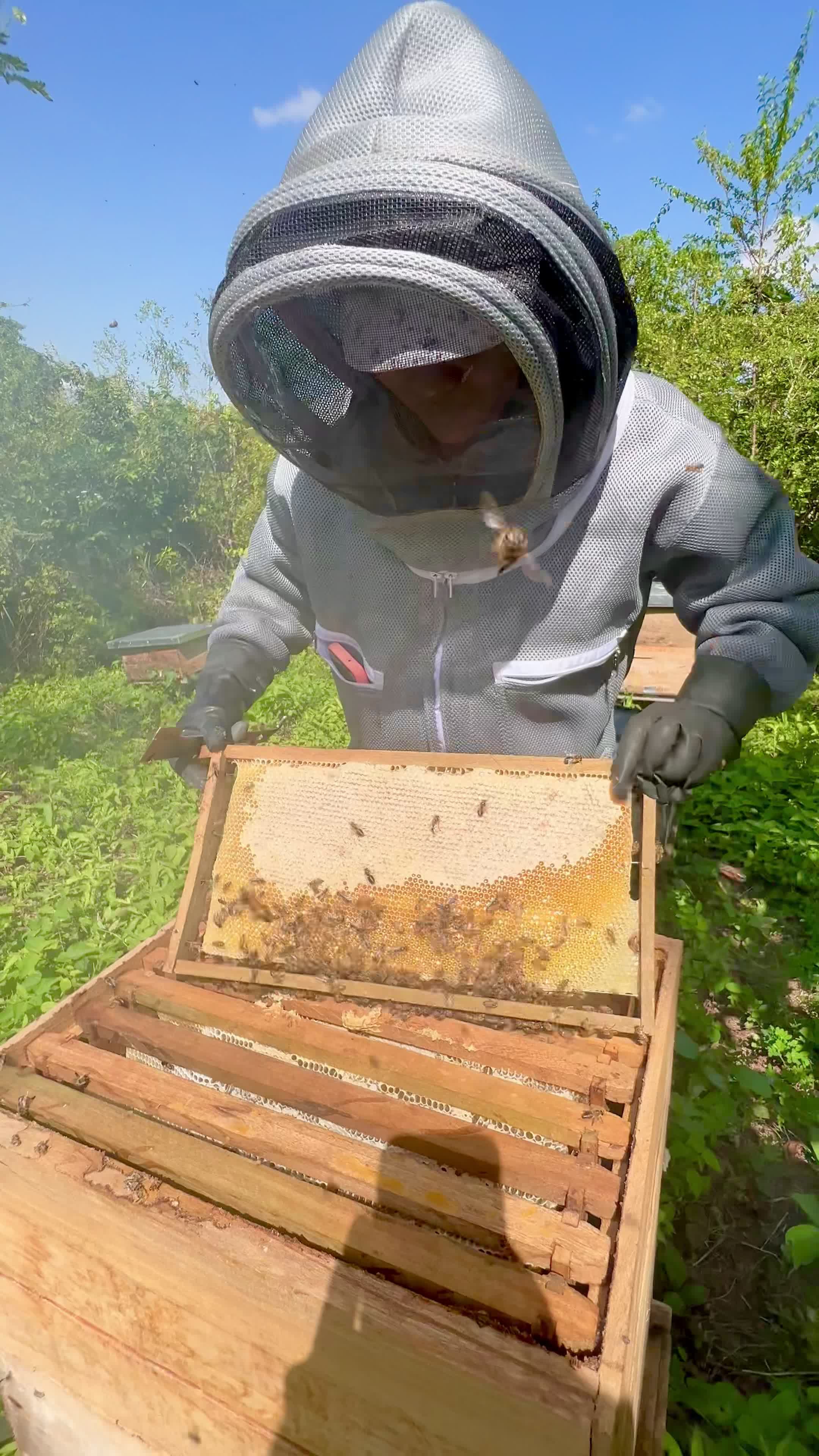 Beekeeper Inspecting Beehive on Sunny Day Free Stock Video Footage ...