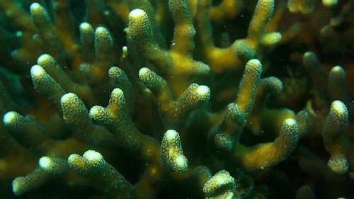 A Close-up Shot of a Coral