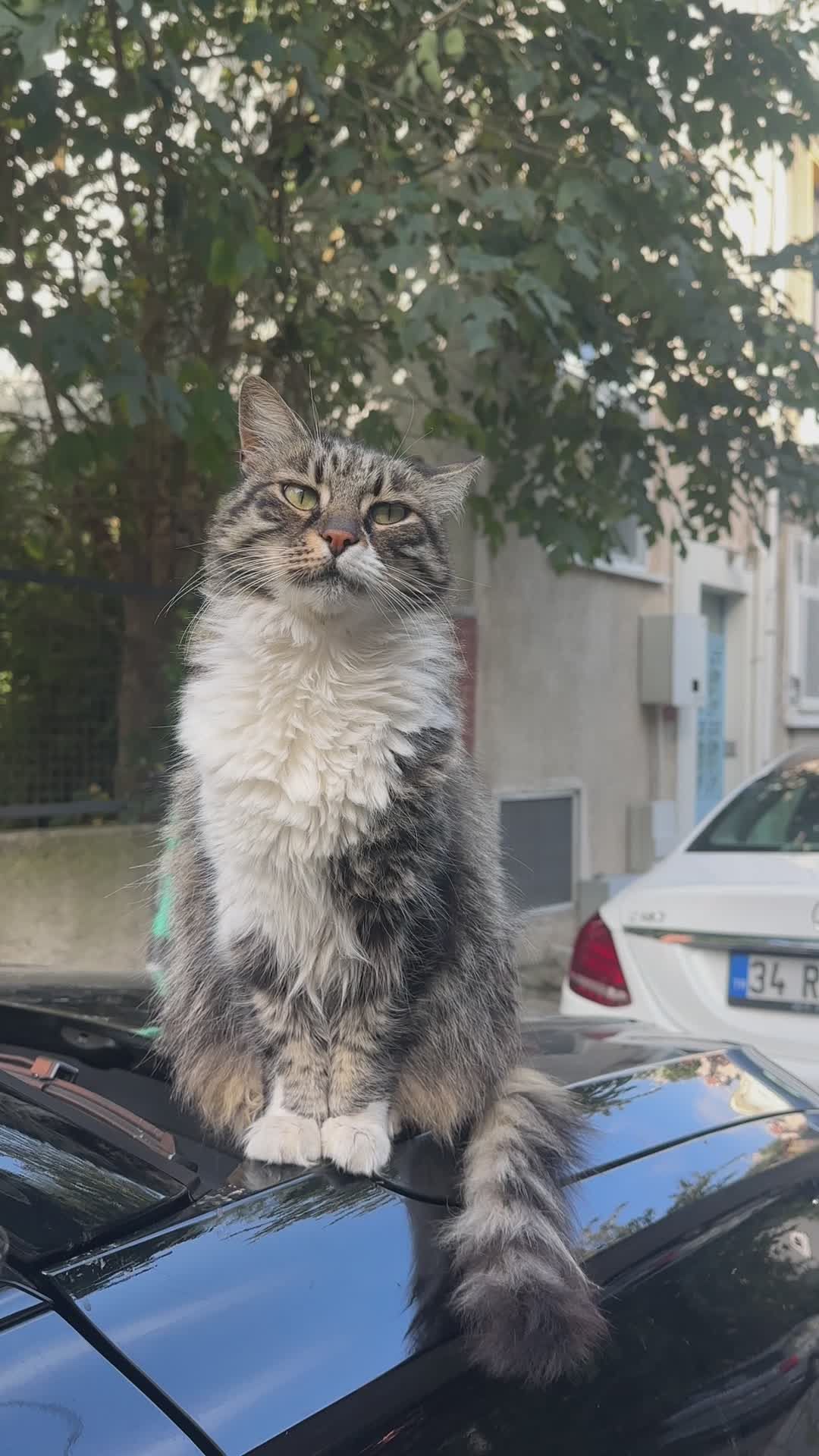 Fluffy Cat Perched on Car in Urban Setting Free Stock Video Footage ...