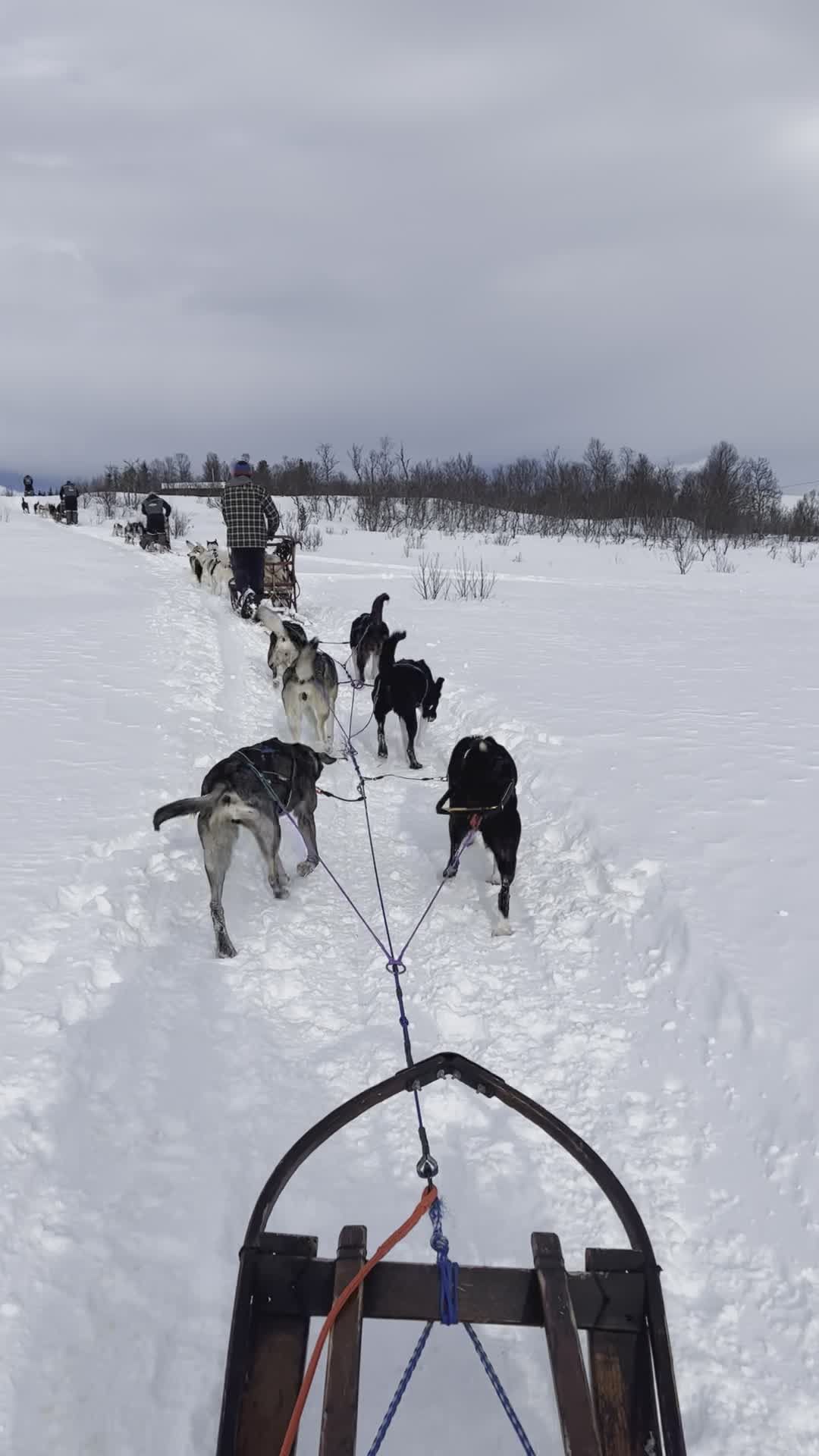 在雪景中体验激动人心的狗拉雪橇之旅 · 免费素材视频
