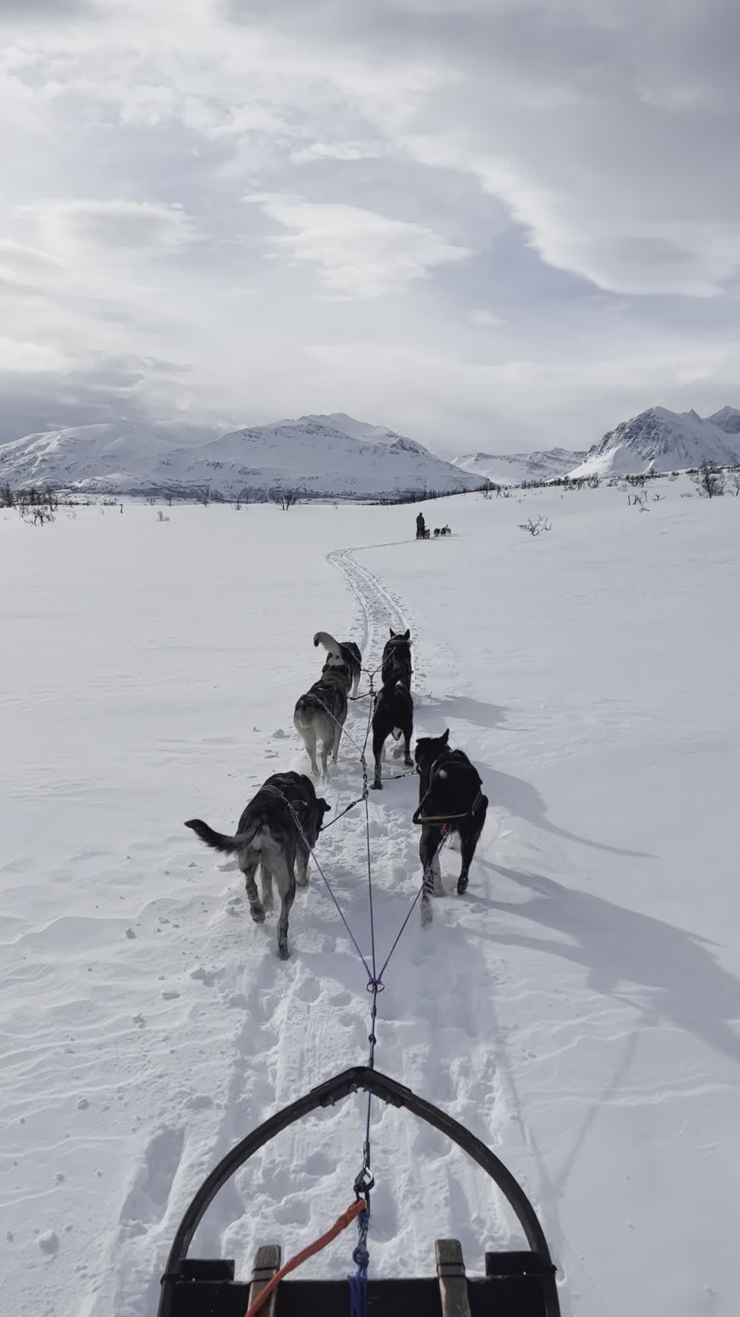 雪橇犬奔跑在雪山上 · 免费素材视频