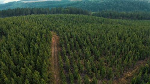 Drone Video of the Forest