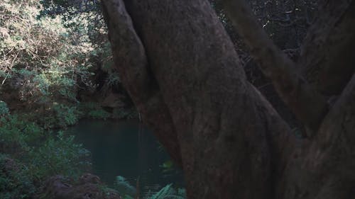 Pan Shot of a Hidden Lagoon in the Forest