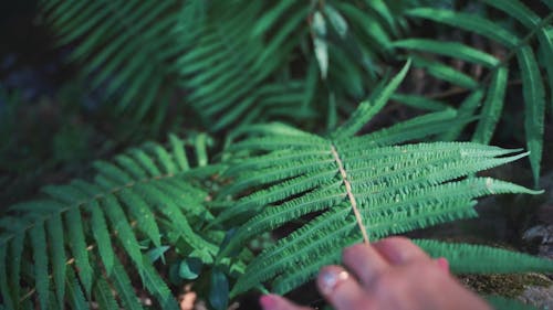 a Woman Touching a Plant Leaves