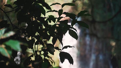 A Blurry Waterfall Background