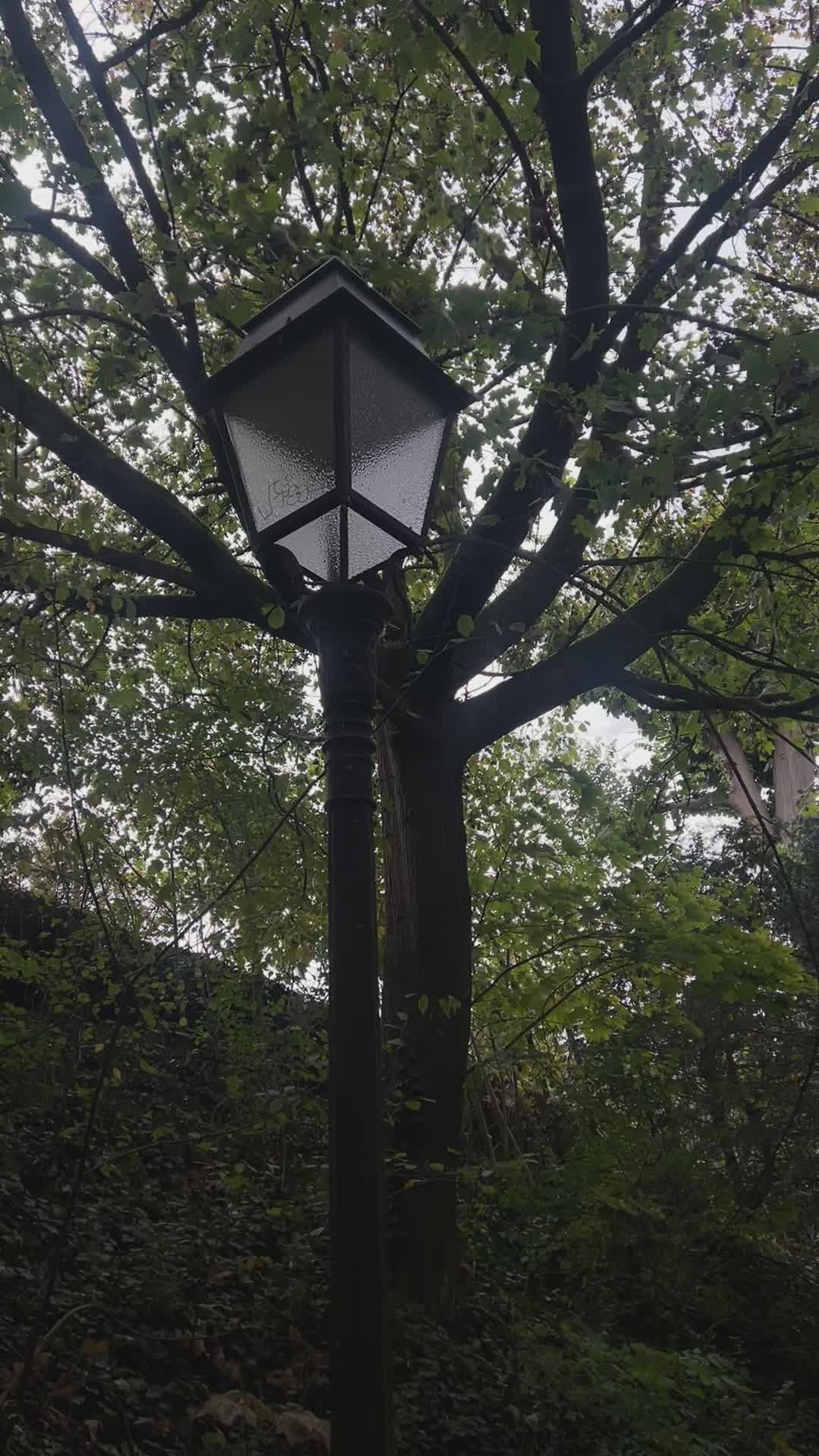 Vintage Lamp Post Amongst Lush Greenery Free Stock Video Footage ...
