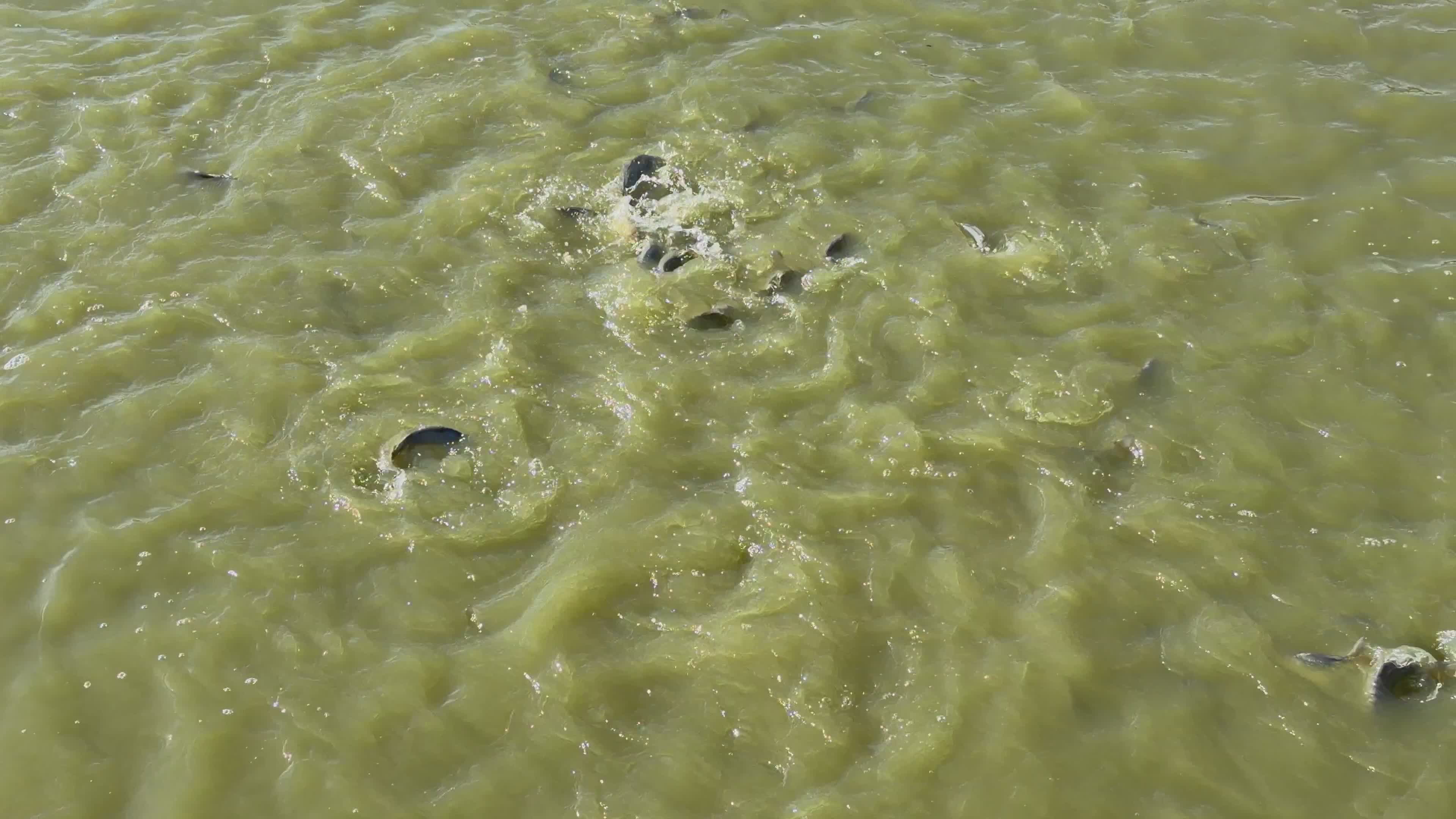 Frenzied Fish Feeding in Murky Water Free Stock Video Footage, Royalty ...