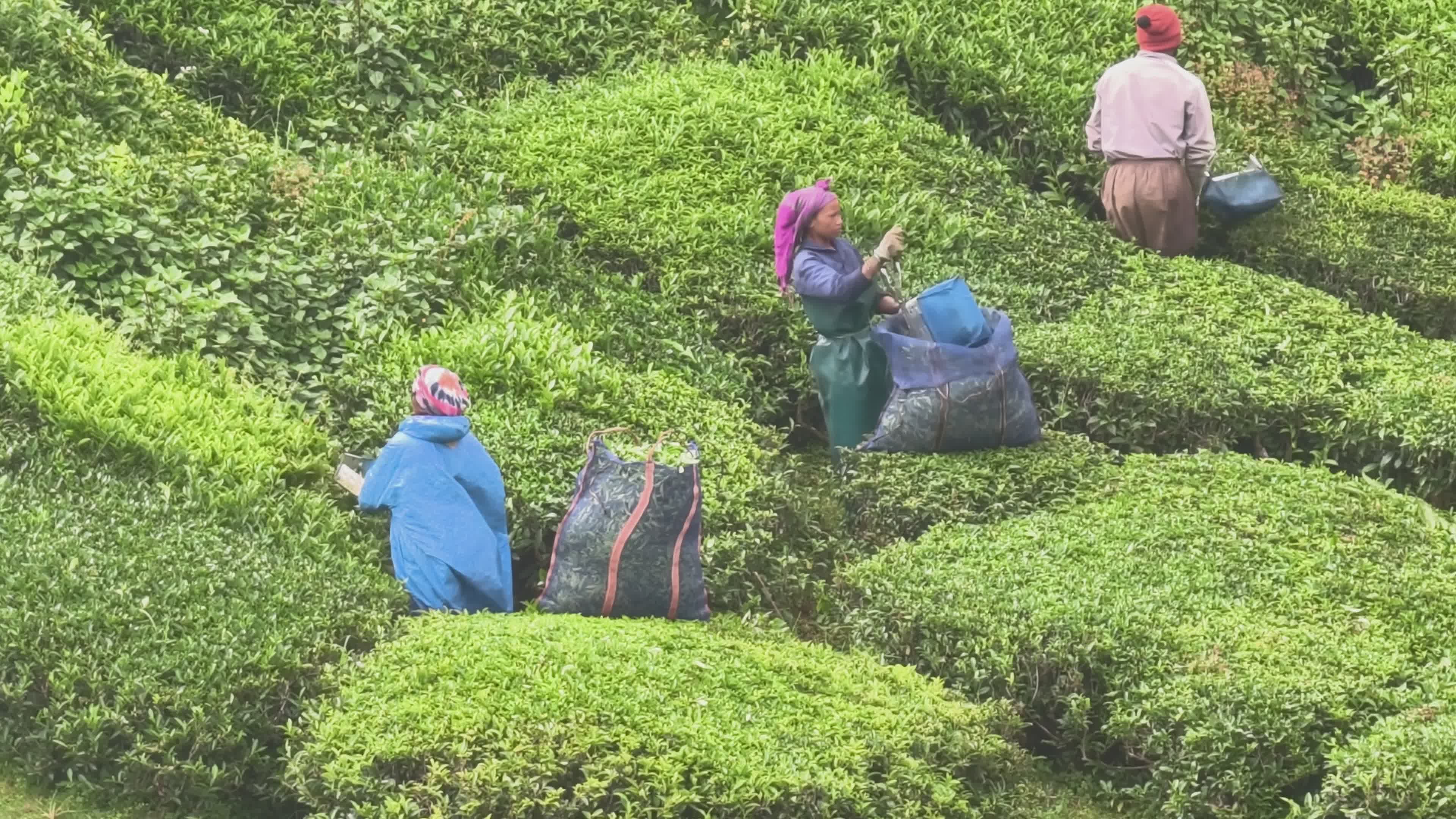 Tea Plantation Workers Harvesting Leaves Free Stock Video Footage ...