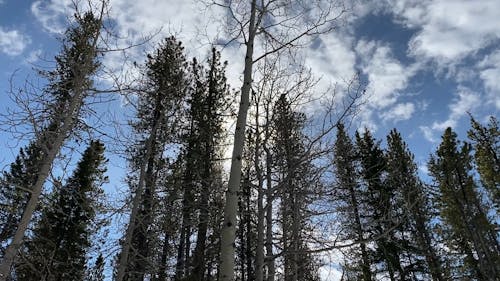 Tall Leafless Trees In The Forest During Winter