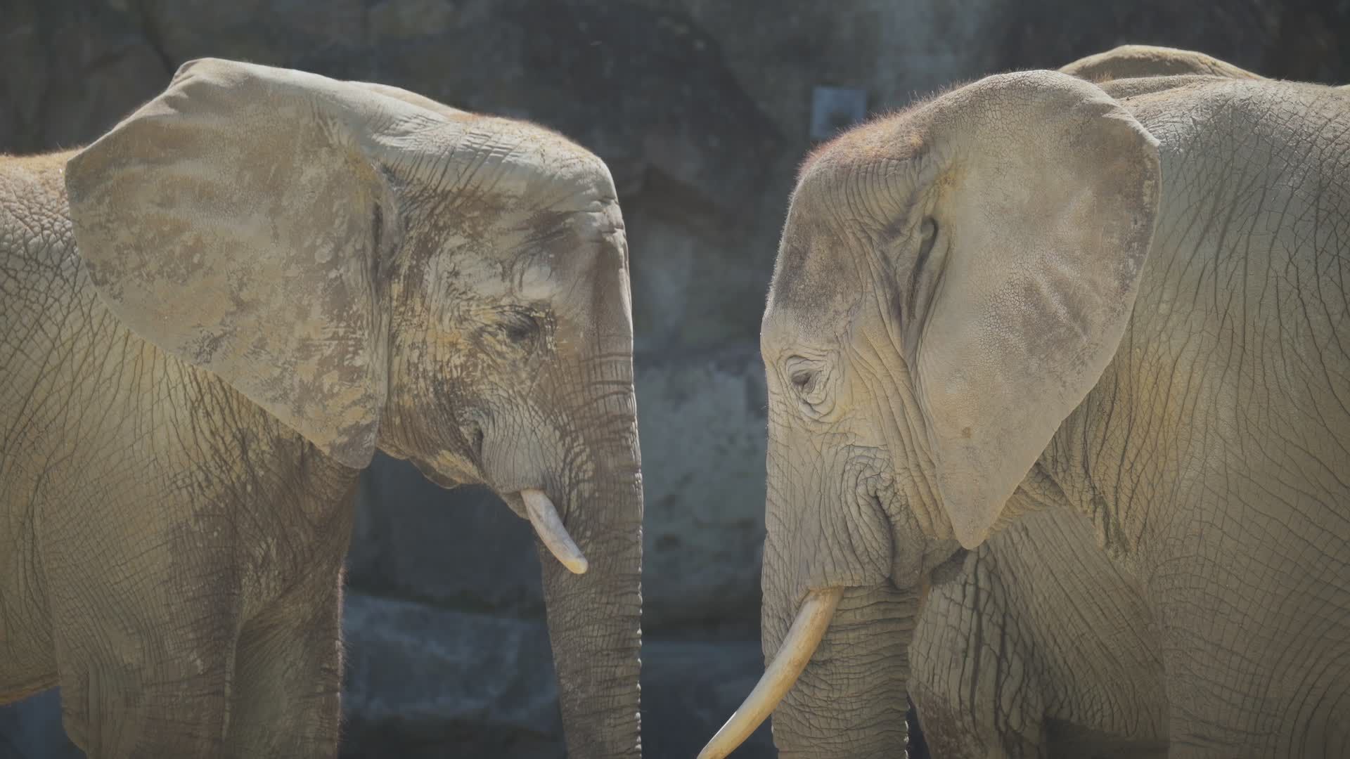 Close-Up of African Elephants Interacting Free Stock Video Footage ...