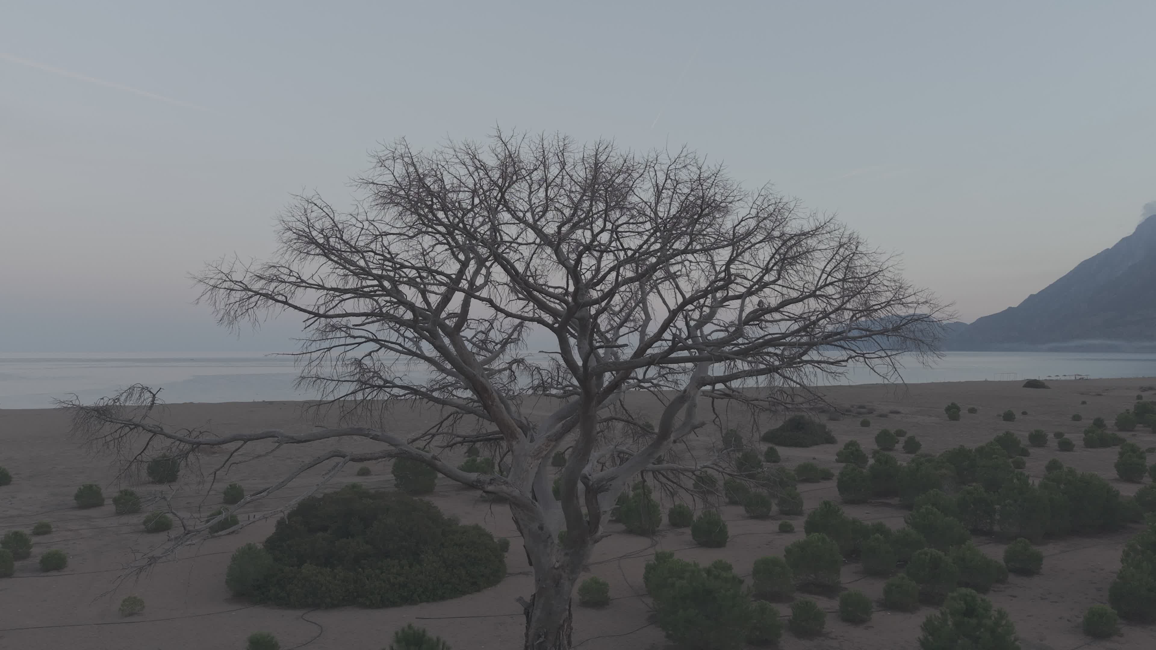 Aerial View of Leafless Tree by the Beach Free Stock Video Footage ...