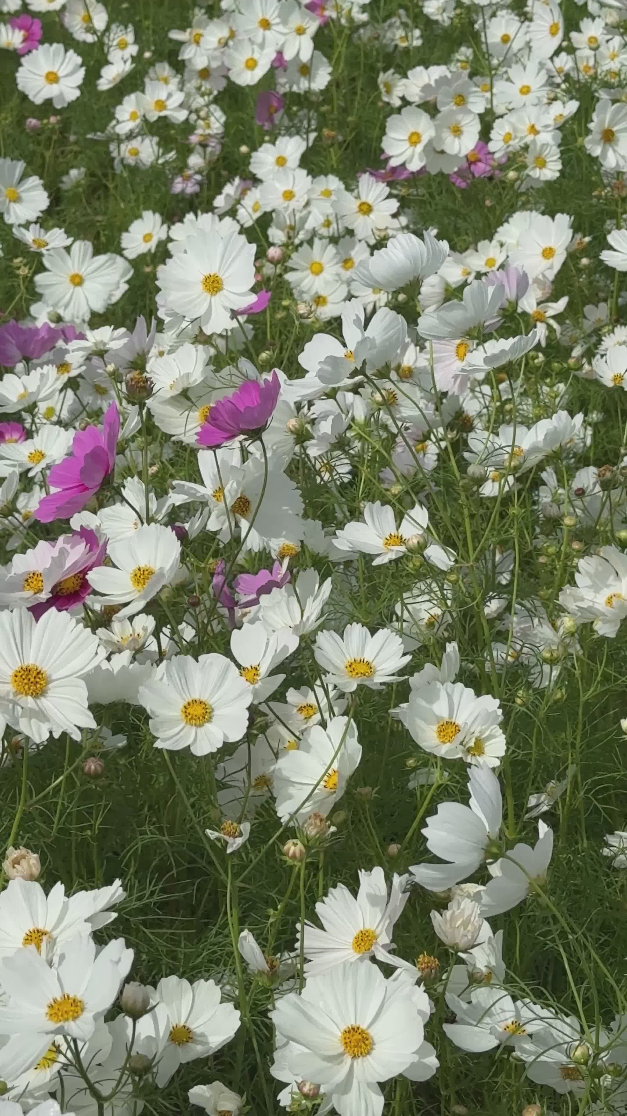 Blooming Wildflowers in a Vibrant Summer Field Free Stock Video Footage ...
