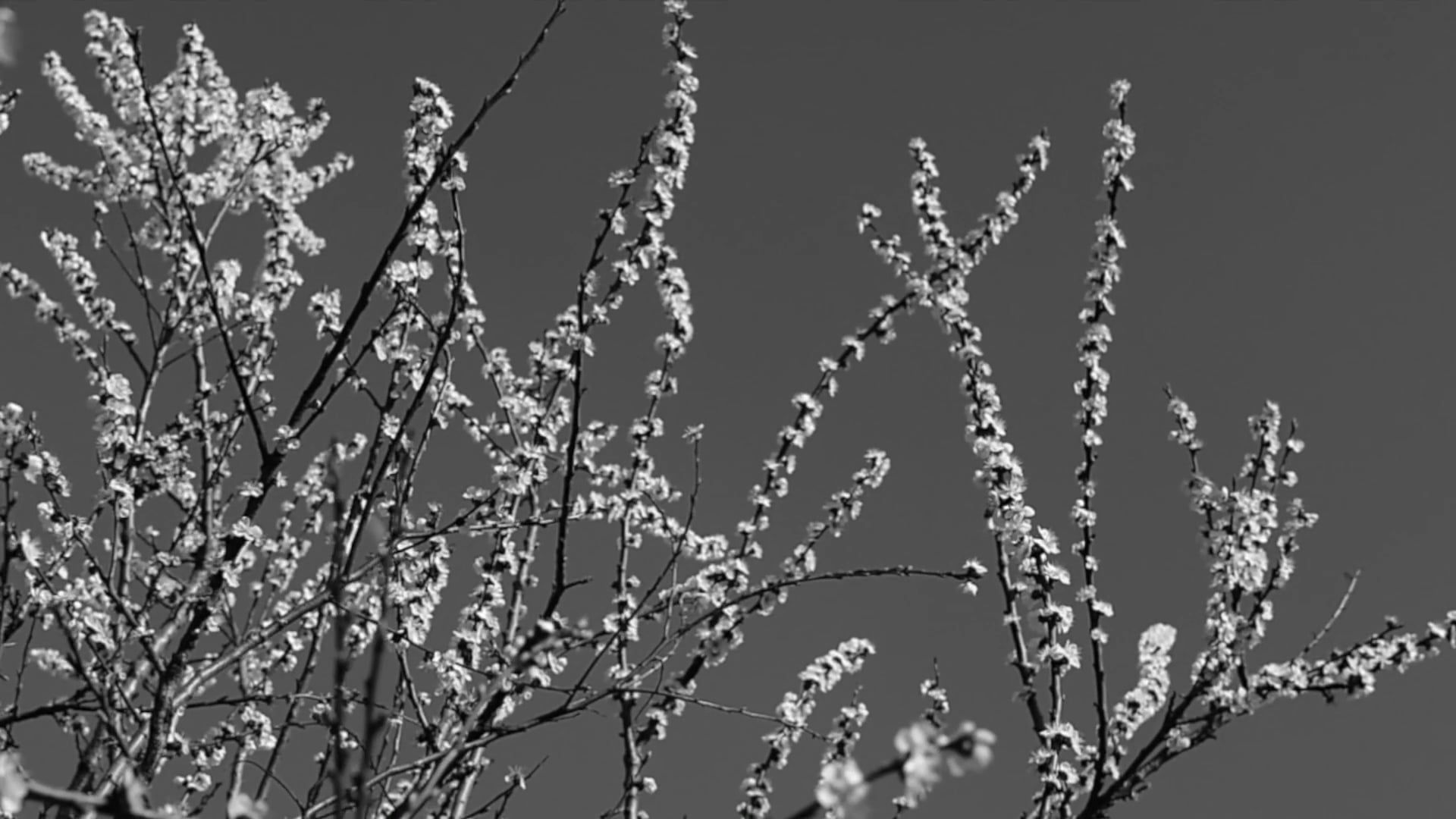 Fine Tree Videos, Download The BEST Free 4k Stock Video Footage & Fine ...