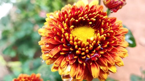 Red And Yellow Flower With Water Droplets In Close-up View