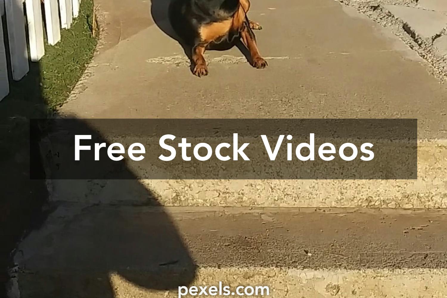 Funny Video Videos, Download The BEST Free 4k Stock Video Footage & Funny  Video HD Video Clips