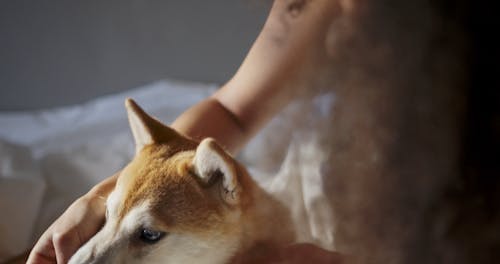 A Woman Petting Her Dog And Giving It Dog Food