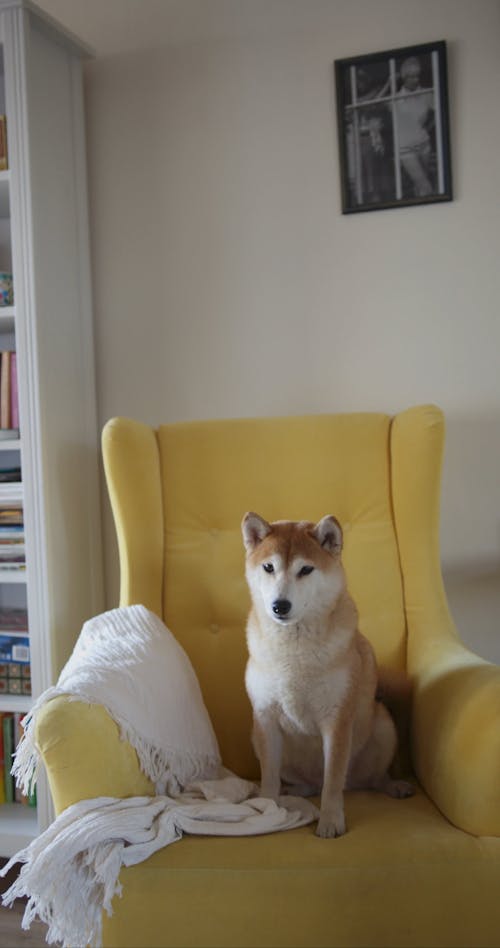 A Dog Seated On A Yellow Chair
