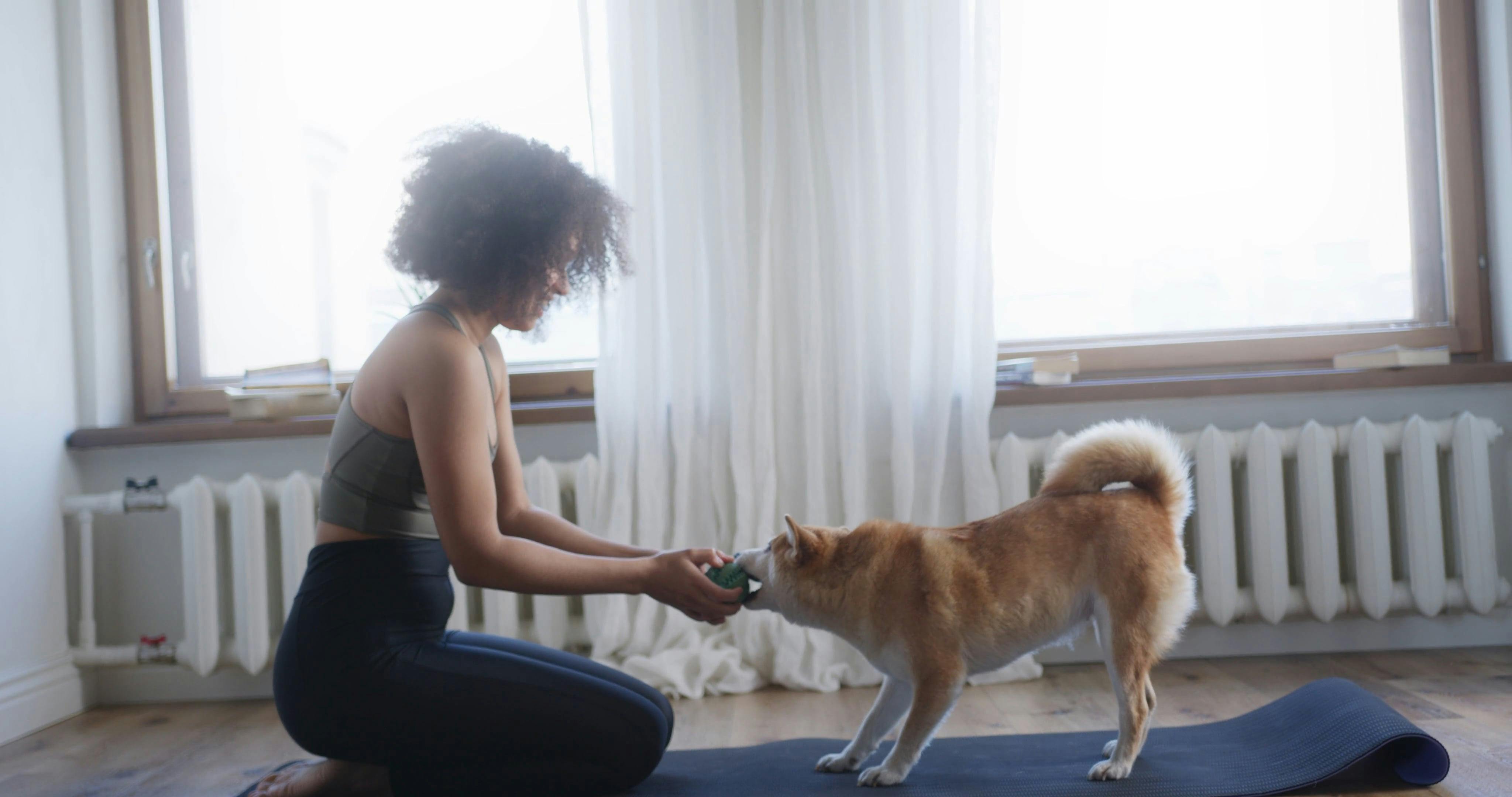 A Woman Playing Tug Of War Using A Ball With Her Pet Dog Free Stock Video  Footage, Royalty-Free 4K & HD Video Clip