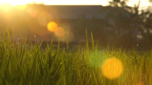 Green Grass Dew with a Ray of Light