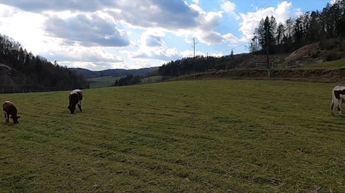 Cows Eating Grass in a Farm