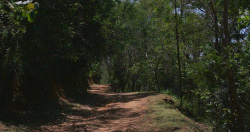 Unpaved Road Surrounded By Trees