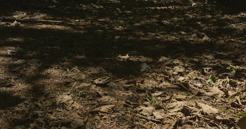 Dried Fallen Leaves Decomposing In The Ground