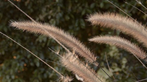 A Close-up Shot of Grass Flowers