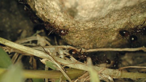 Carpenter Ants Crawling On A Rock In The Ground