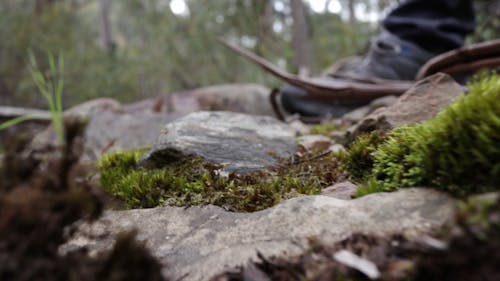 Pull Out Shot of a Mossy Rocks