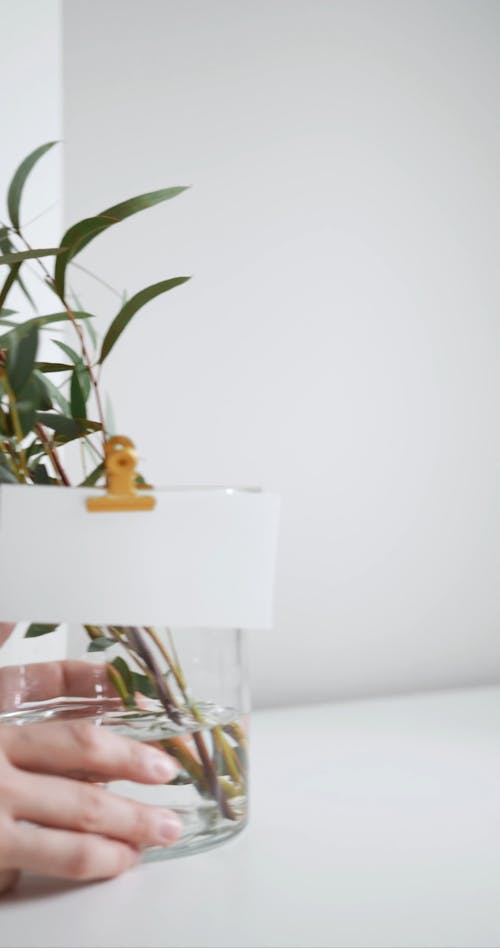 Placing A Water Plant On A Vase Over The Table