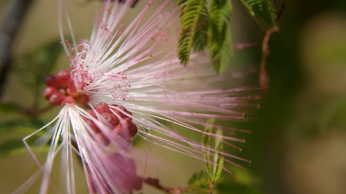 A Close-up Shot of a Sprouting Flower