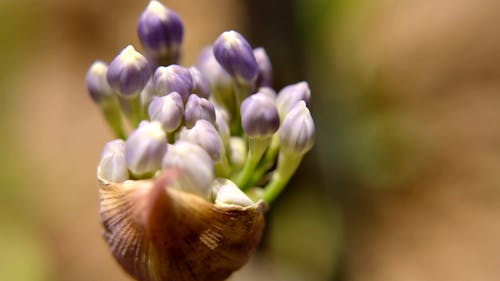 A Close-up Shot of a Flower