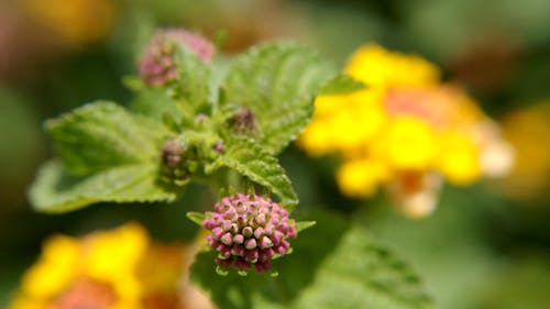A Close-up Shot of a Flower