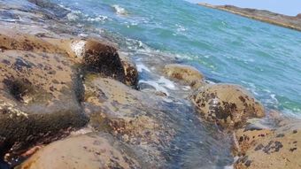 海边免费下载免费下载高清视频高清视频视频素材
