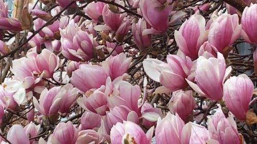 Magnolia Flowers In Bloom