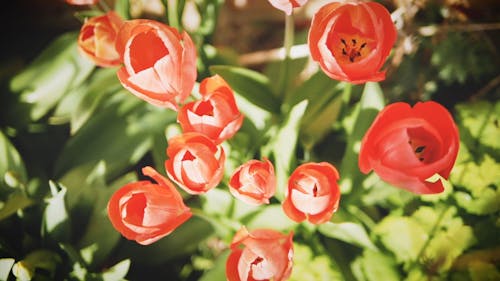Blooming Red Tulips In A Garden