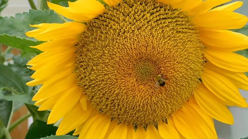 A Bee Feeding On A Sunflower's Nectar