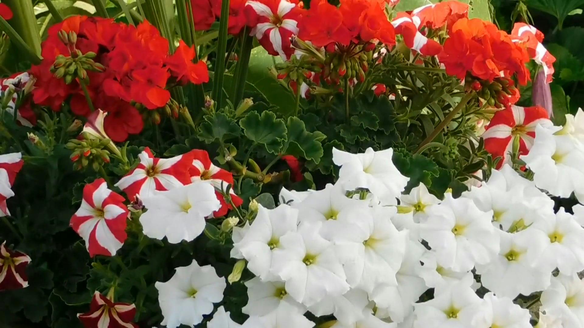 Flower Bearing Plants In Bloom In The Garden Free Stock Video Footage